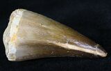 Mosasaur (Prognathodon) Tooth #20941-2
